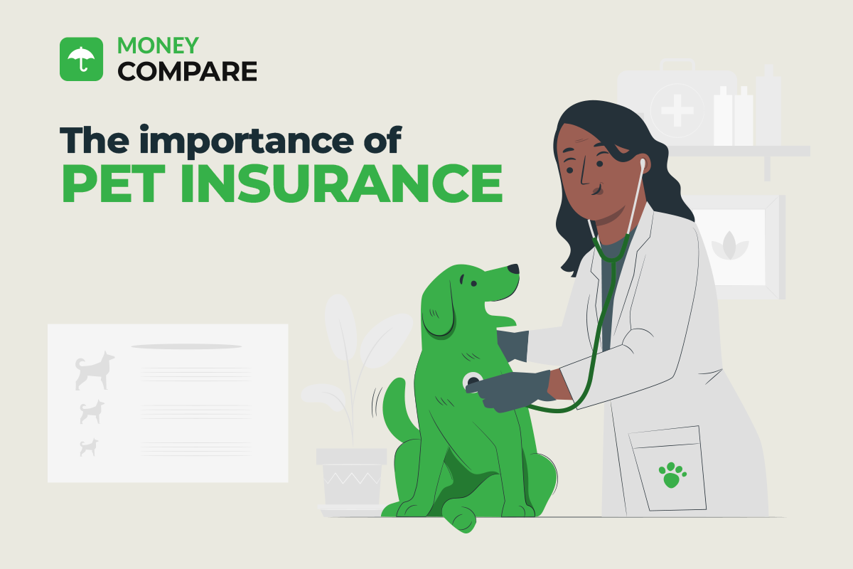 Why is Pet Insurance Important with NZ Compare