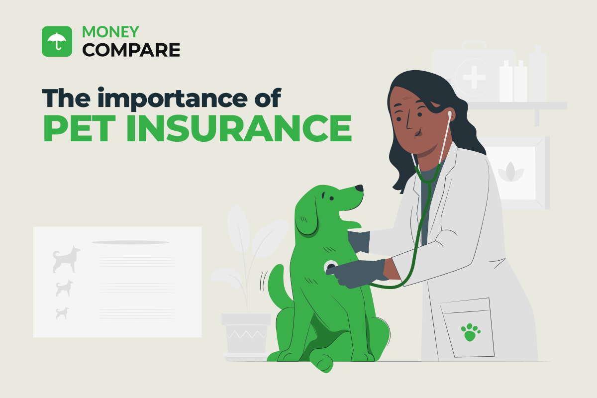 Who Pet Insurance Nz: Protect Your Furry Friend