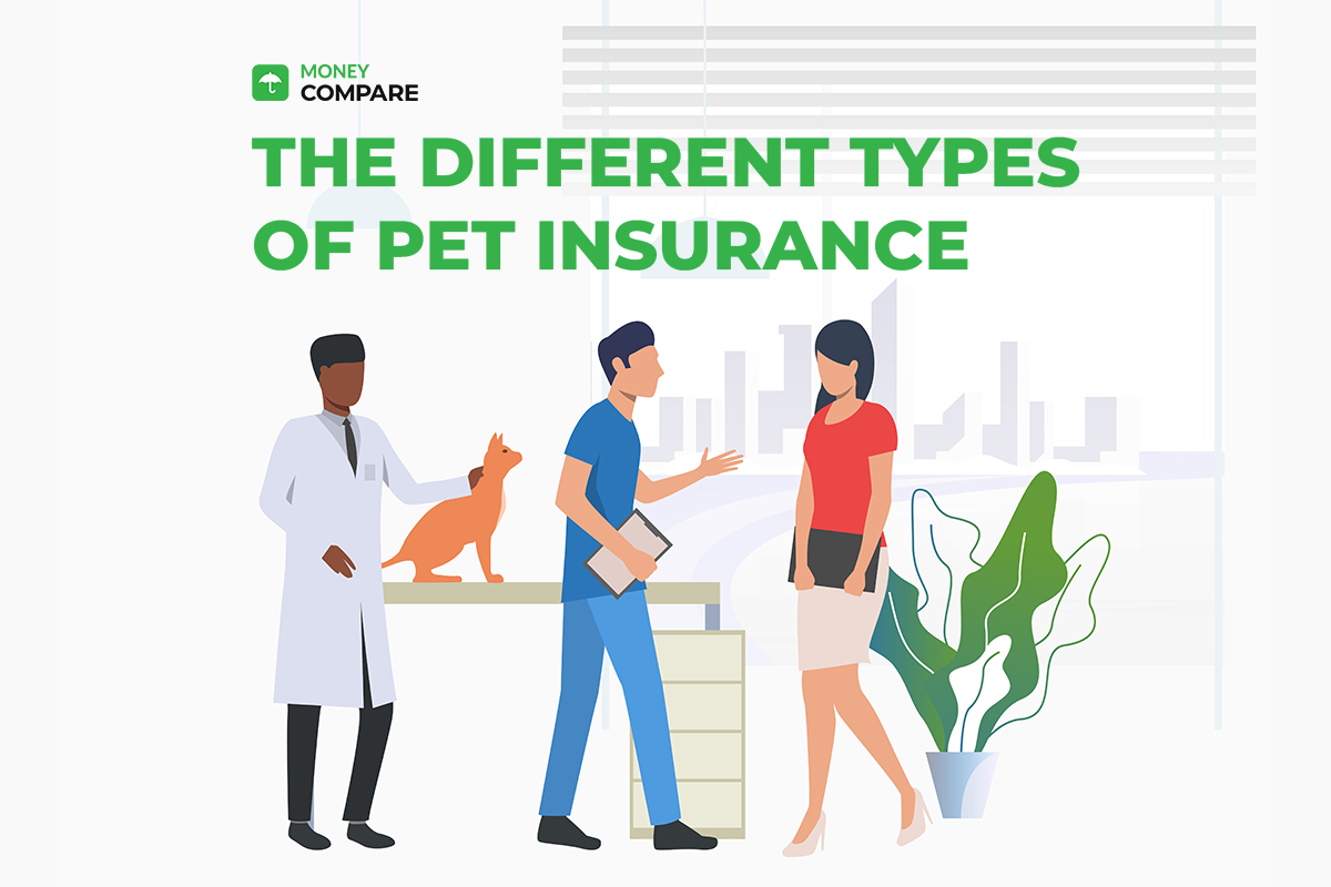 The Different Types of Pet Insurance with NZ Compare